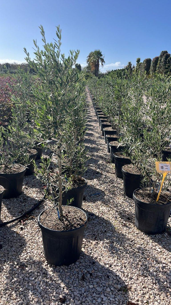 OLEA EUROPEA CIPRESSINO