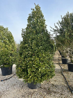LAURUS NOBILIS