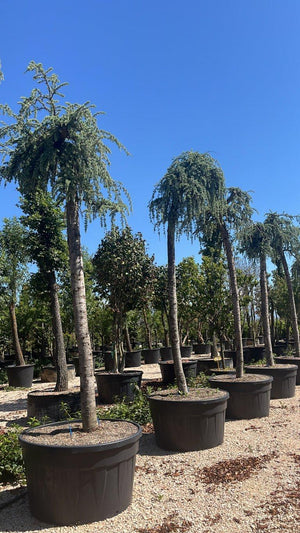 CEDRUS ATLANTICA GLAUCA PENDULA