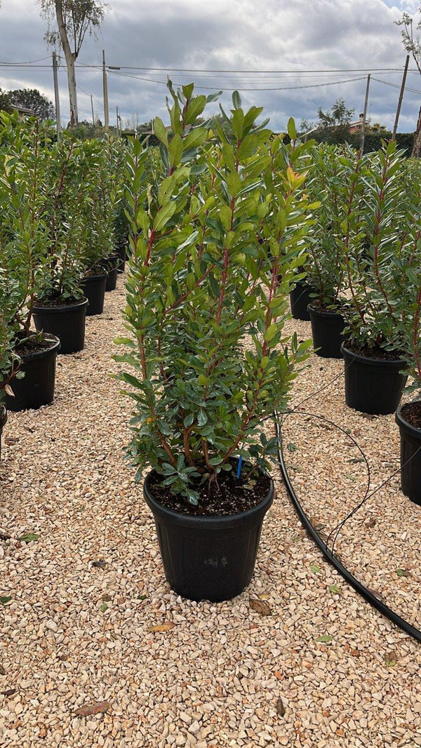 ARBUTUS UNEDO