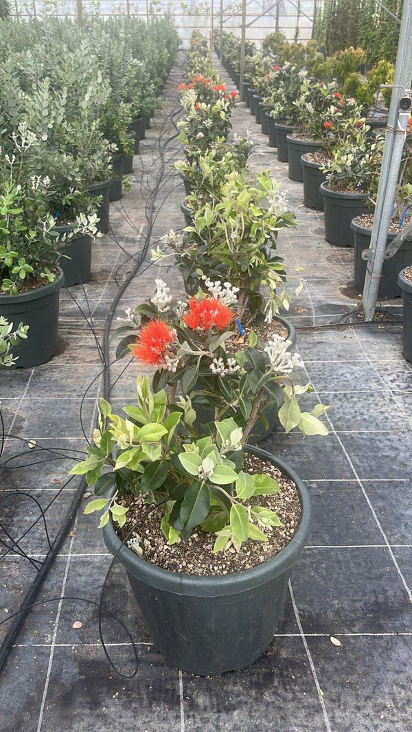 METROSIDEROS THOMASII