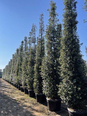 QUERCUS S. ILEX