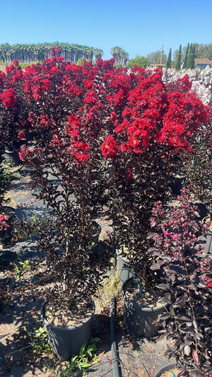 LAGERSTROEMIA INDICA B.D. RED HOT