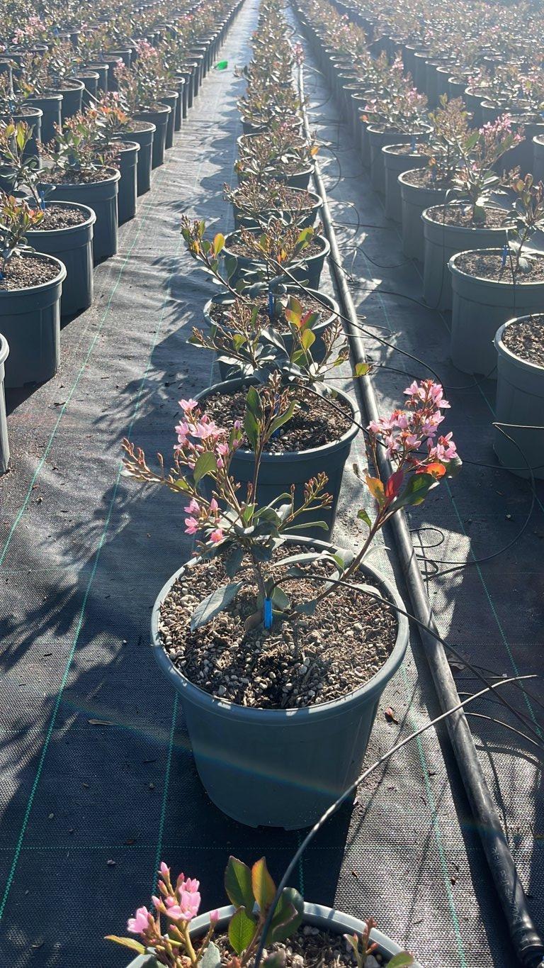 RHAPHIOLEPIS X DELACOURII COATES CRIMSON