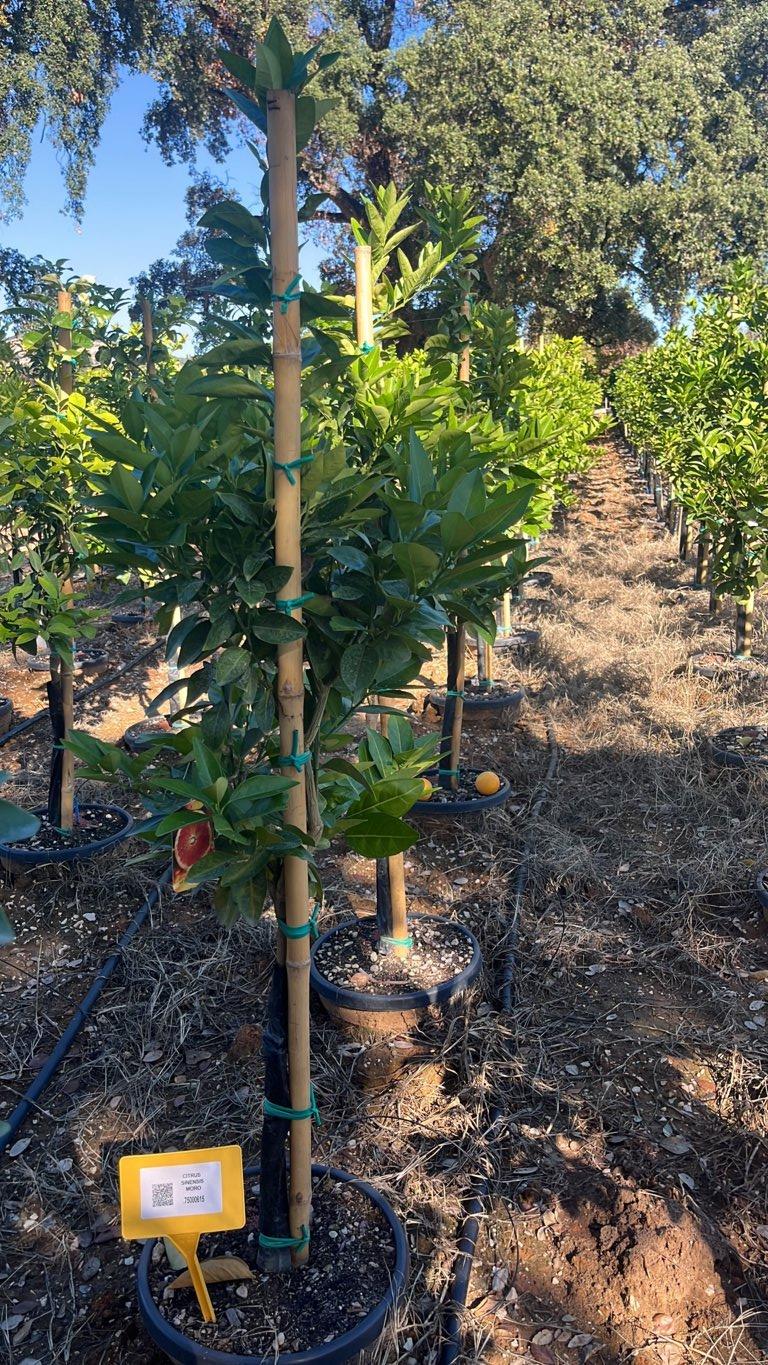 CITRUS SINENSIS MORO
