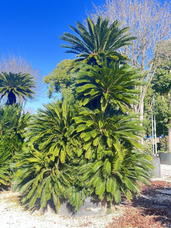 CYCAS REVOLUTA