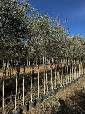 OLEA EUROPEA FRANTOIO