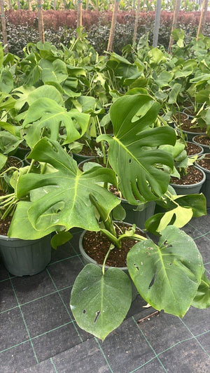 MONSTERA DELICIOSA TAUERII