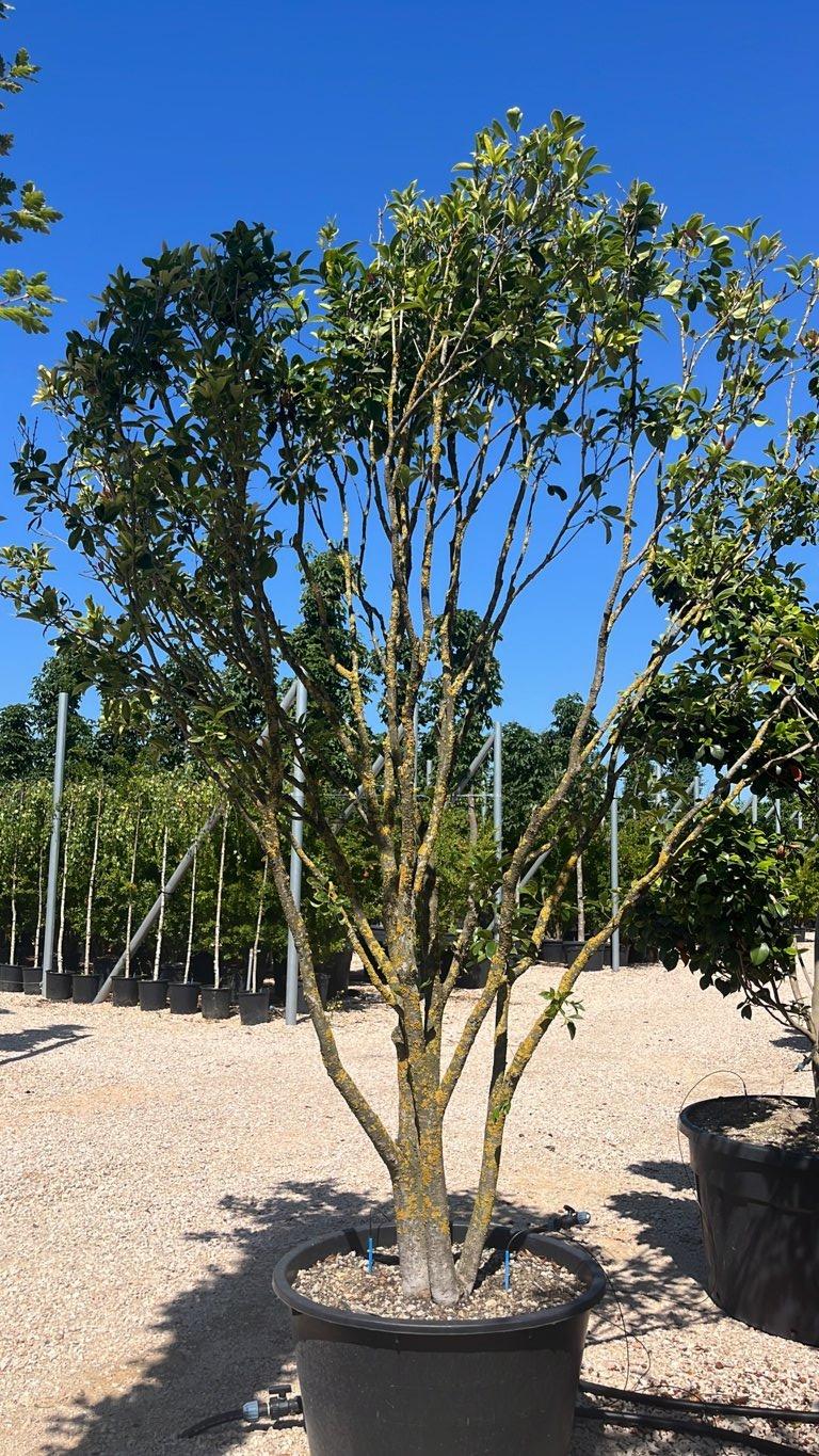 OSMANTHUS ARMATUS