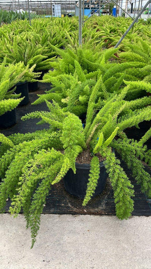 ASPARAGUS DENSIFLORUS MAYERI