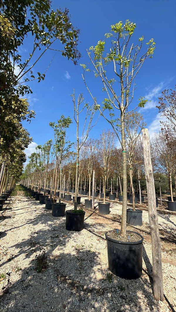 FRAXINUS ORNUS