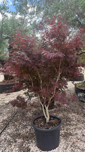 ACER PALMATUM ATROPURPUREUM