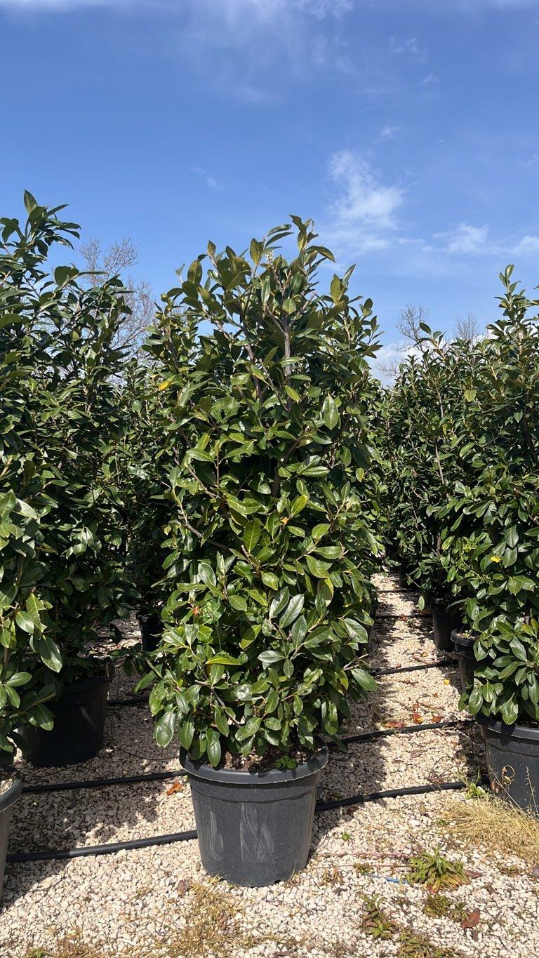 PRUNUS S. LAUROCERASUS
