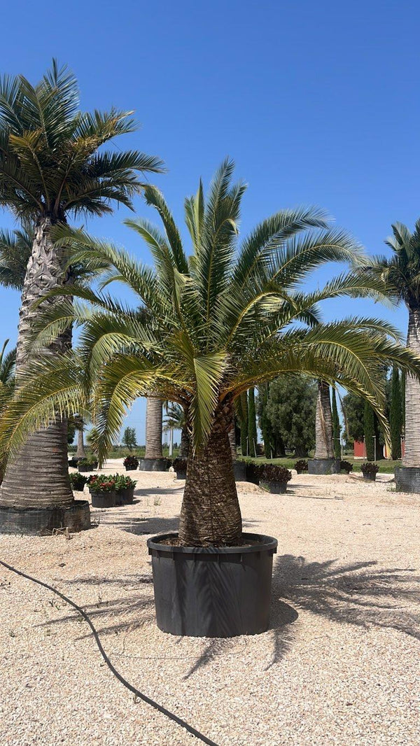 PHOENIX CANARIENSIS