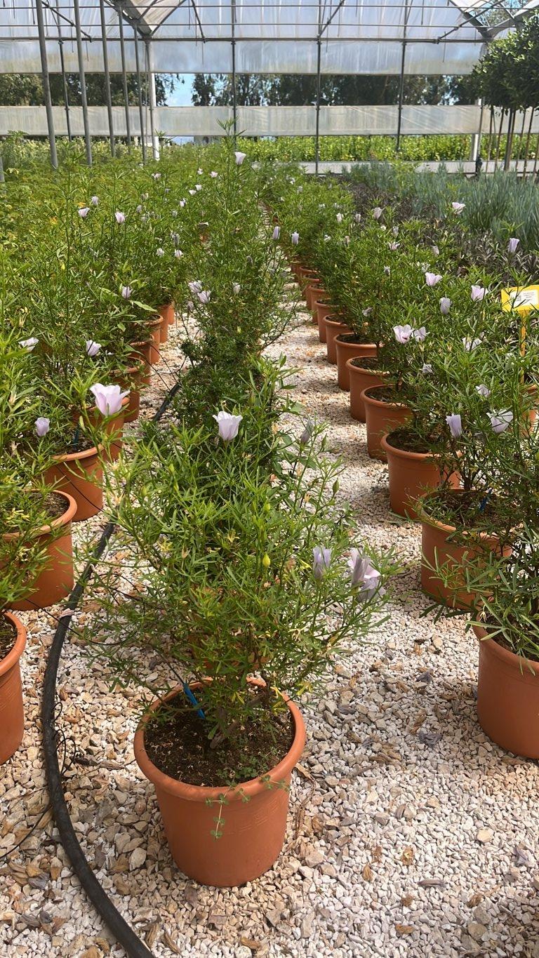 ALYOGYNE CUNEIFORMIS