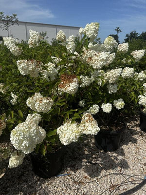 HYDRANGEA PANICULATA IN VARIETA