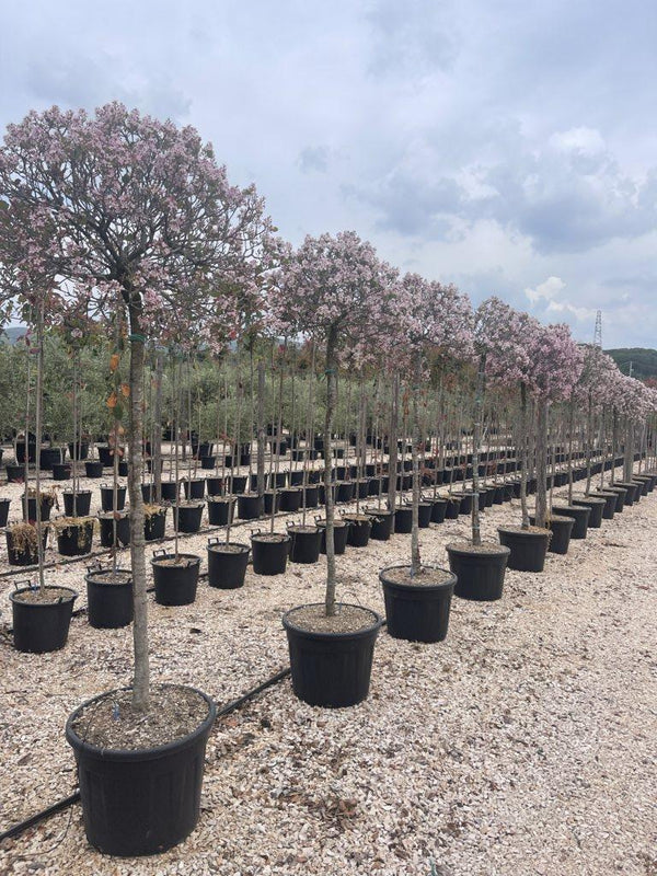 RHAPHIOLEPIS INDICA SPRING TIME