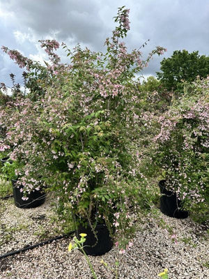ABELIA X GRANDIFLORA EDWARD GOUCHER