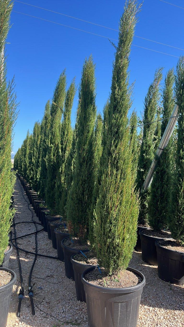CUPRESSUS SEMPERVIRENS PYRAMIDALIS