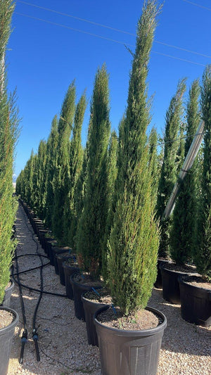 CUPRESSUS SEMPERVIRENS PYRAMIDALIS