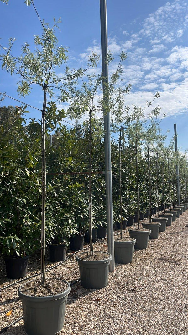 PYRUS SALICIFOLIA PENDULA