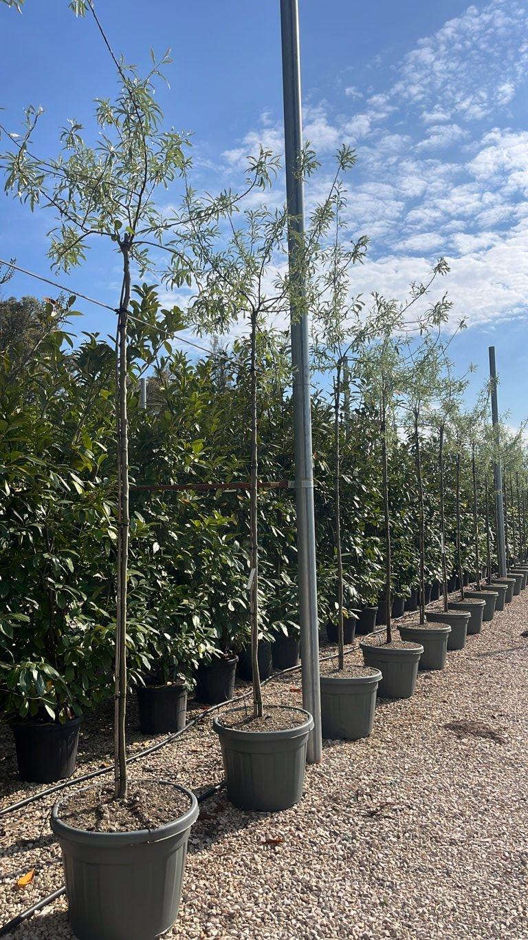 PYRUS SALICIFOLIA PENDULA