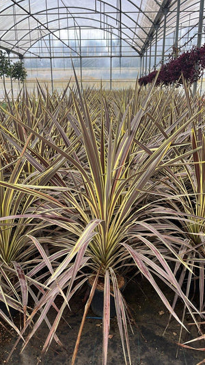 CORDYLINE BANKSII ELECTRIC FLASH