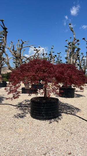 ACER DISSECTUM