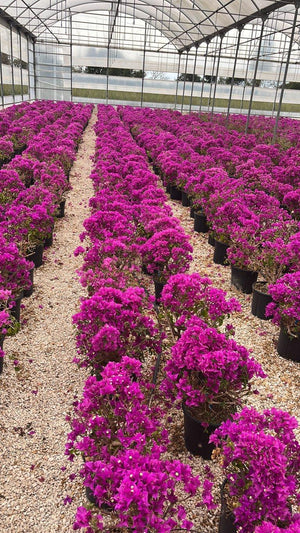 BOUGAINVILLEA SANDERIANA