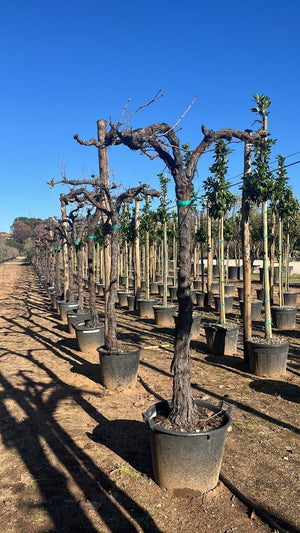 VITIS VINIFERA