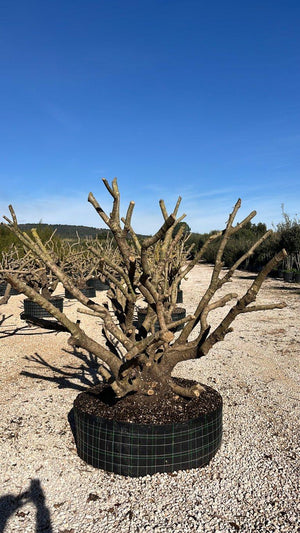 OLEA EUROPEA SYLVESTRIS