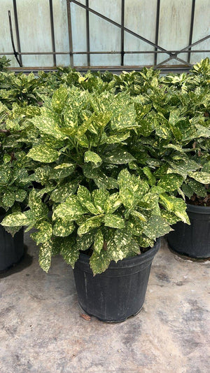 ACUBA JAPONICA CROTONIFOLIA