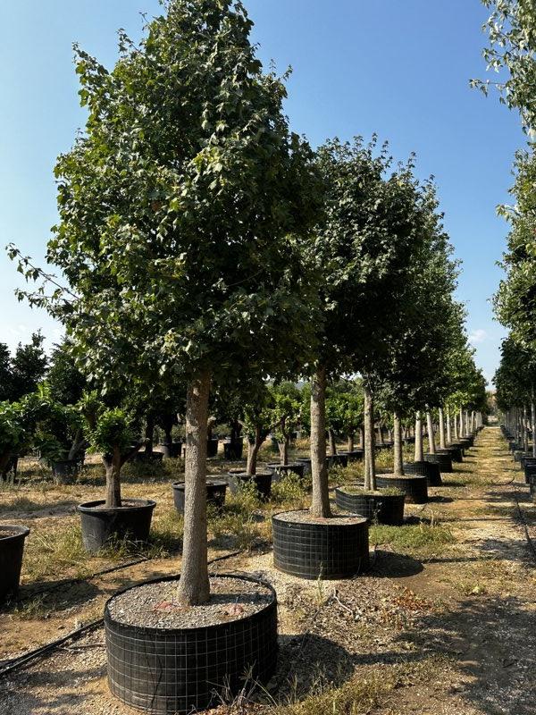ACER CAMPESTRE