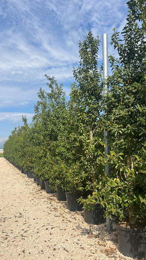 ILEX AQUIFOLIUM NELLIE R. STEVENS