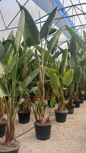 STRELITZIA NICOLAI