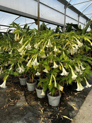 BRUGMANSIA SUAVEOLENS WHITE