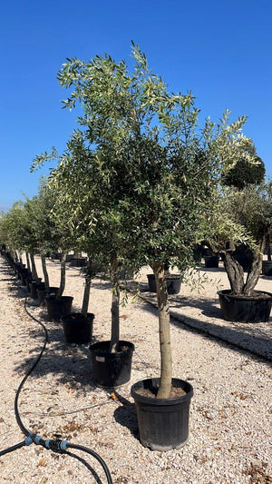 OLEA EUROPEA