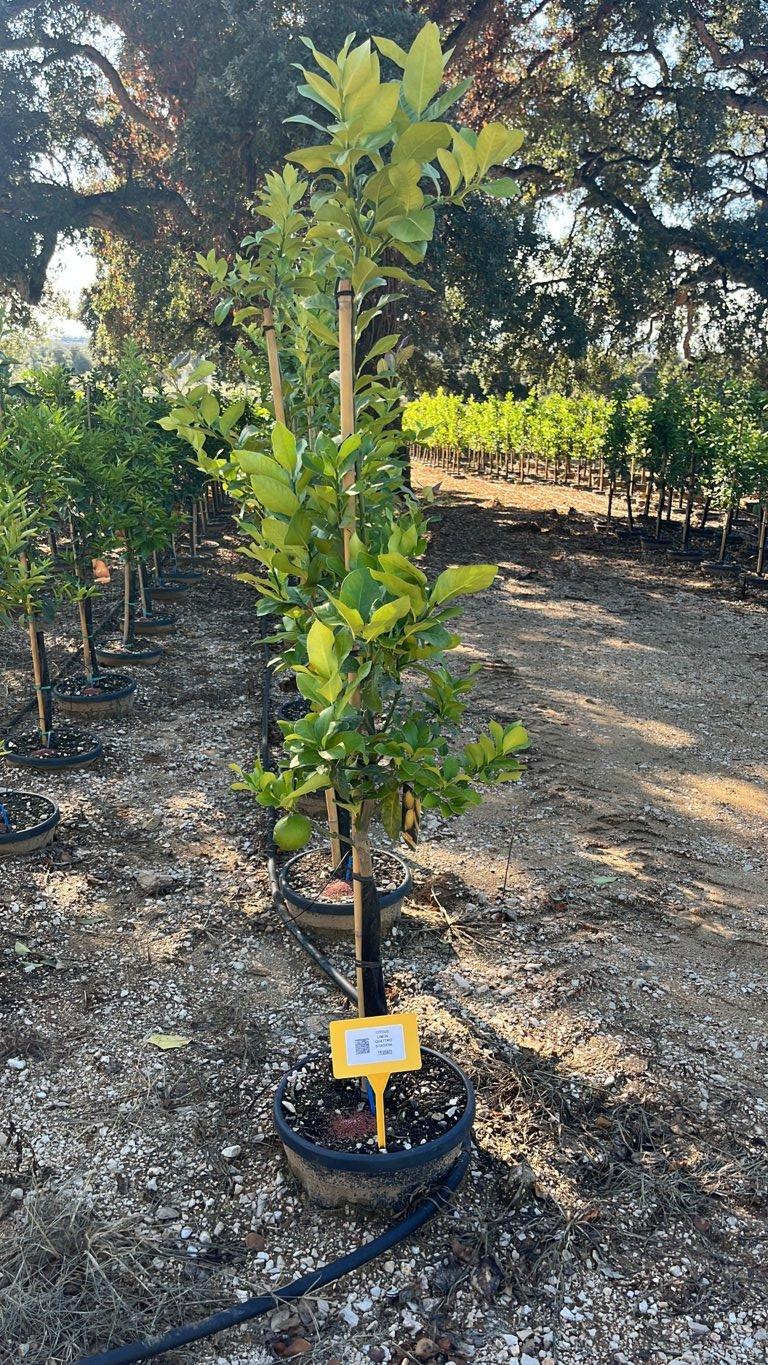 CITRUS LIMON QUATTRO STAGIONI