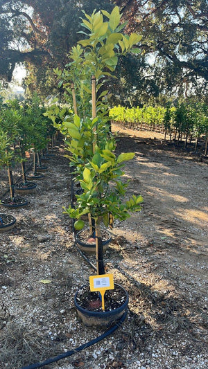 CITRUS LIMON QUATTRO STAGIONI