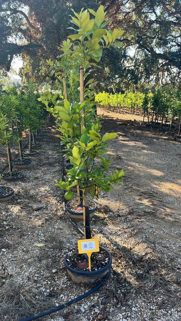 CITRUS LIMON QUATTRO STAGIONI