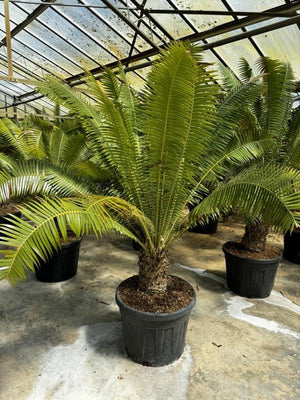 DIOON SPINULOSUM