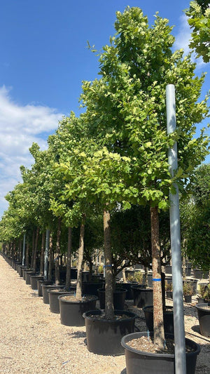 QUERCUS F.C PUBESCENS