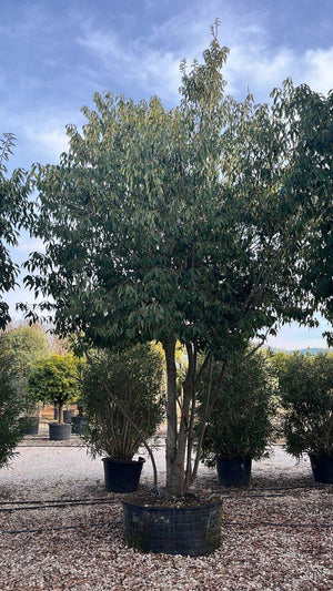 QUERCUS S. GLAUCA