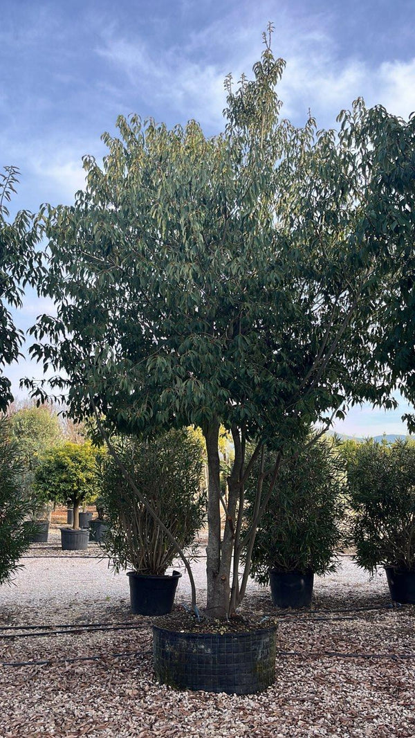 QUERCUS S. GLAUCA