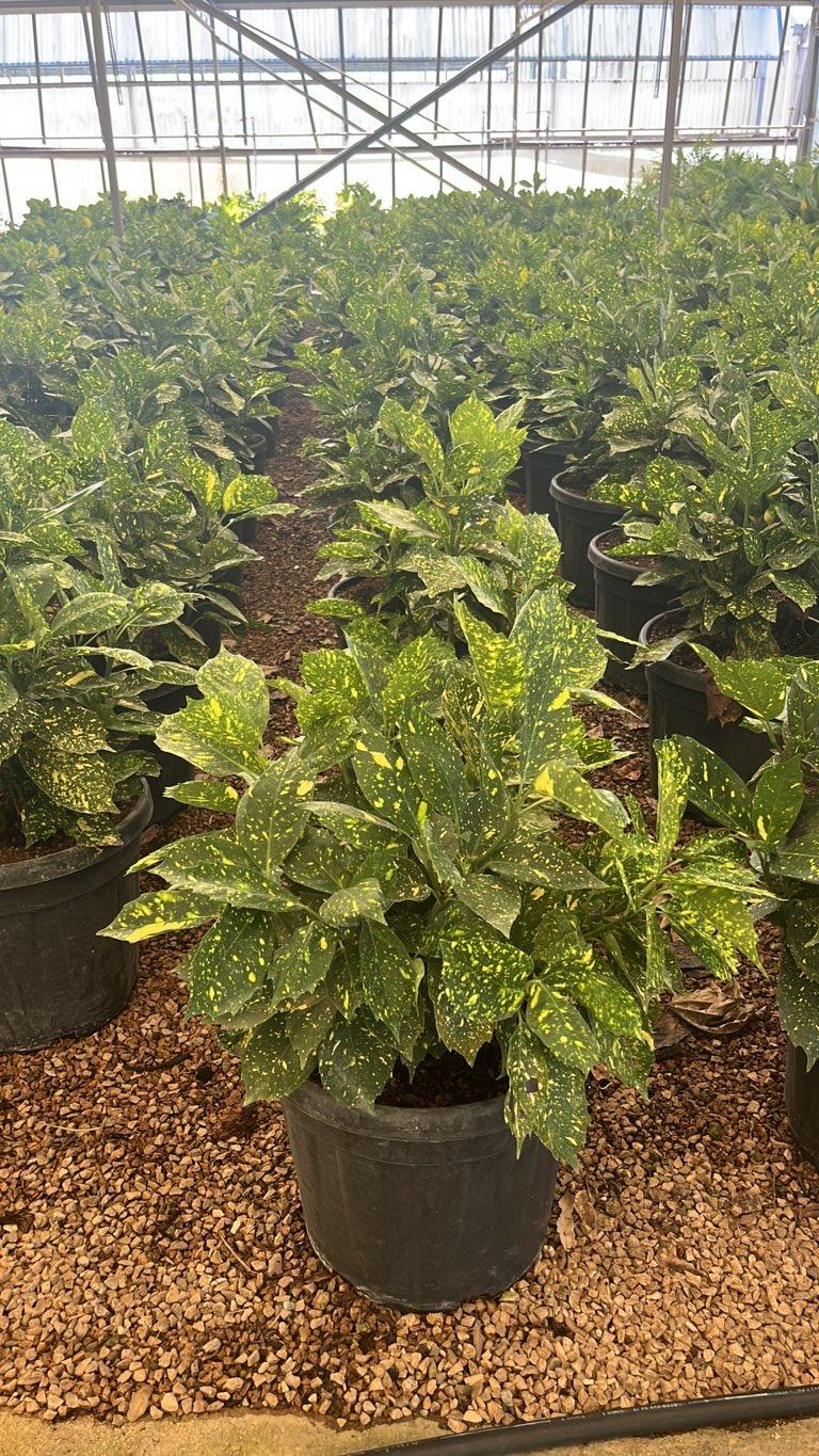 ACUBA JAPONICA CROTONIFOLIA