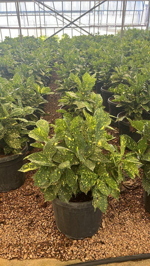 ACUBA JAPONICA CROTONIFOLIA