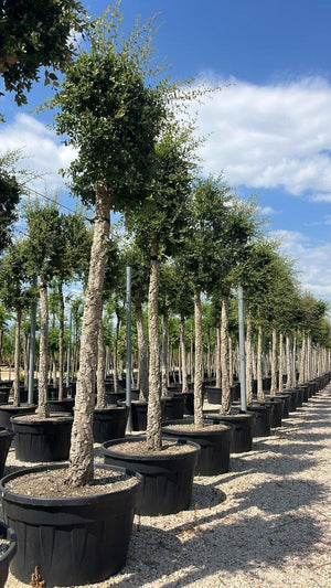 QUERCUS S. SUBER