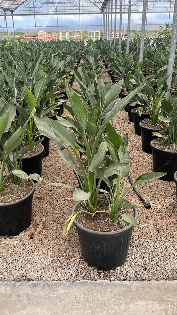 STRELITZIA REGINAE MANDELA S GOLD