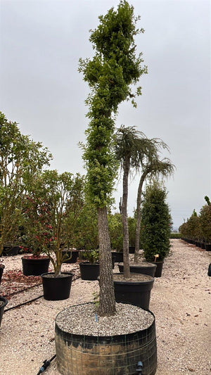 QUERCUS F.C PUBESCENS