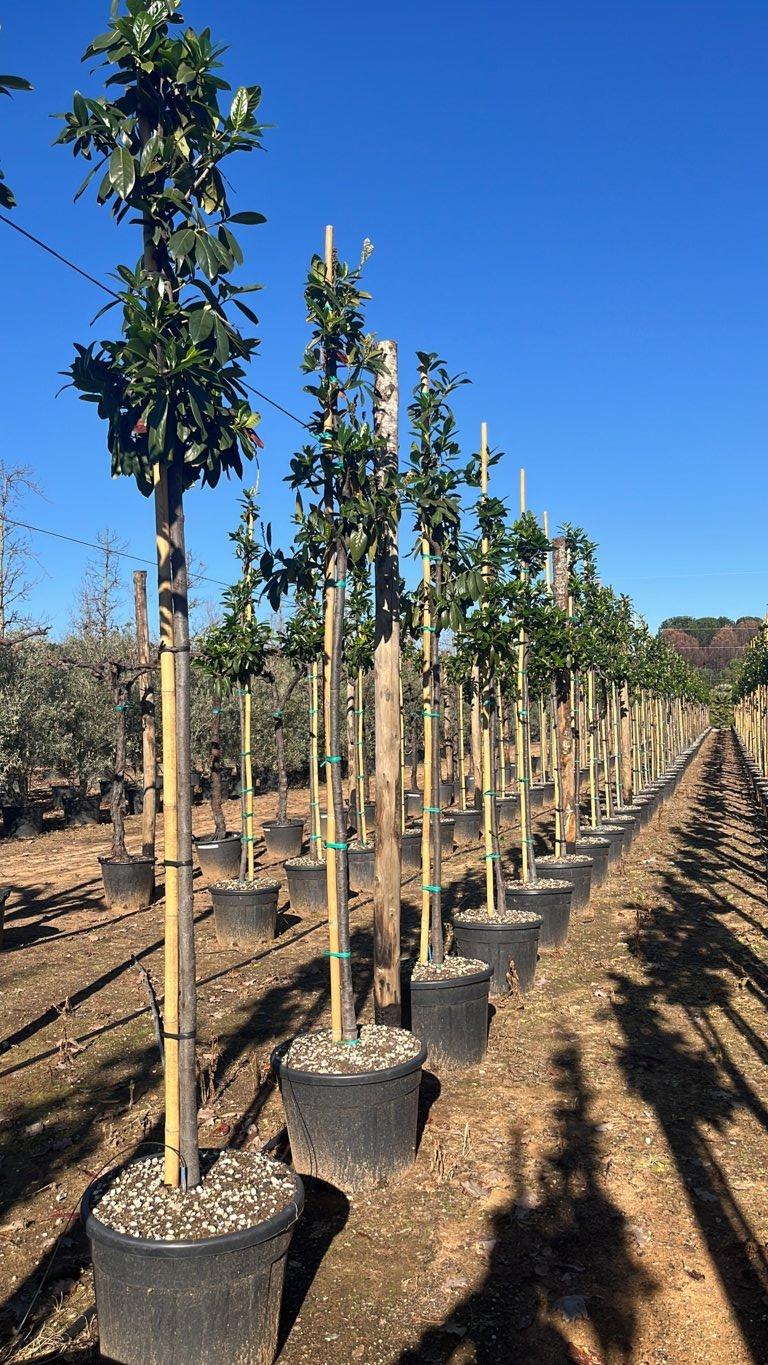 PRUNUS S. LAUROCERASUS NOVITA